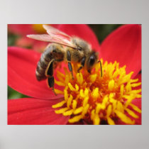 Dahlia (red) posters