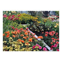 Dahlias, gladiolus, ligularia, coreopsis, miscanth personalized invites