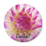 Dahlias! magnet Pink White Dahlia Flower