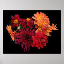 Dahlias Poster
