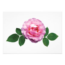 Dainty Pink Rose Announcements