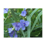 Dainty Purple flowers Postcards