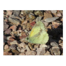 Dainty Sulphur Butterfly Postcard