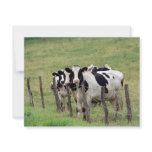 Dairy Cattle invitations