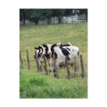 Dairy Cattle Post Cards