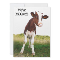 Dairy Cow -  Painted Brown & White Holstein