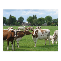Dairy Cows Looking at You Postcard