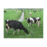 Dairy Cows Postcard