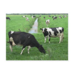 Dairy Cows Postcard