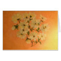 Daises Bathed In Morning Sun cards