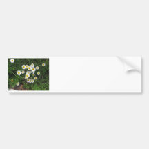 Daisies Bumper Stickers
