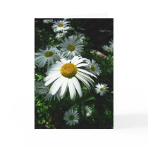 Daisies