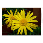 Daisies Cards