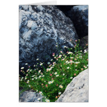 Daisies Greeting Card
