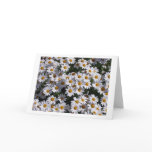 Daisies cards