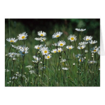 Daisies card