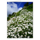 Daisies Cards