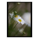 Daisies Cards