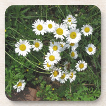 Daisies Coasters