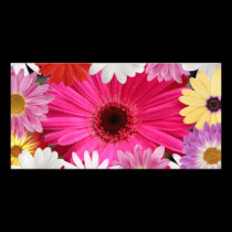 Daisies Daisies photo cards