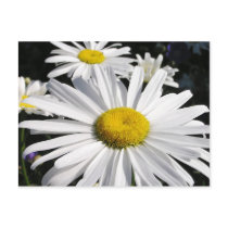 Daisies Floral Postcard