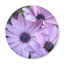 Daisies Flowers 1 Mothers Day Gifts Cards Mugs