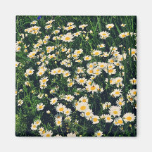 Daisies Fridge Magnet