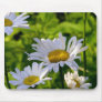 Daisies in the garden fun colourful summer photo