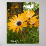 Daisies Ladybug Poster posters