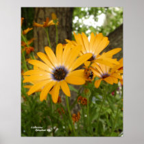 Daisies Ladybug Poster