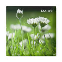 Daisies Magnet
