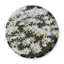 Daisies magnets