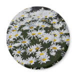 Daisies magnets