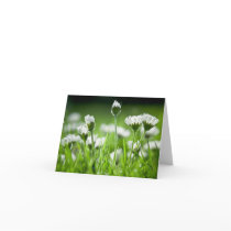 Daisies Note Card
