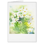 Daisies on green greeting cards