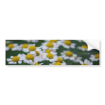 Daisies peace sign bumper stickers