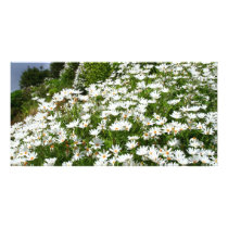 Daisies Photo Greeting Card