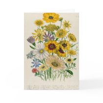 Daisies, plate 31 from 'The Ladies' Greeting Cards