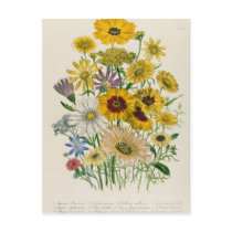 Daisies, plate 31 from 'The Ladies' Postcards