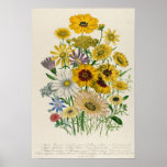 Daisies, plate 31 from 'The Ladies'