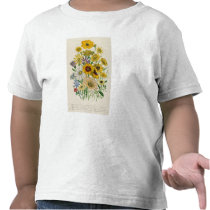 Daisies, plate 31 from 'The Ladies' T Shirts