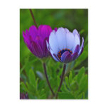 Daisies Post Card