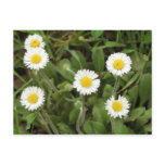 Daisies postcards