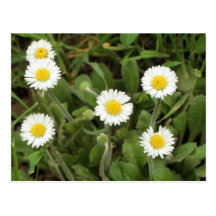 Daisies Postcard