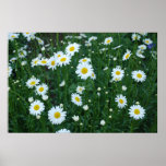 Daisies Poster posters