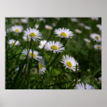 Daisies posters