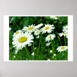 Daisies posters