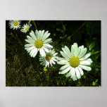 Daisies posters