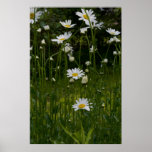 Daisies print 2