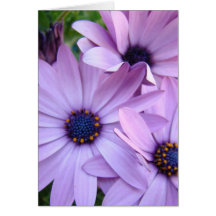 DAISIES Purple Pink Daisy 1 Cards Gifts Mugs